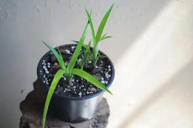 Бильбергия не очень требовательна к составу и характеристикам субстрата