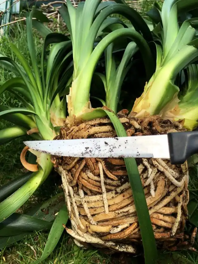 Основной способ размножения кливий — простое разделение