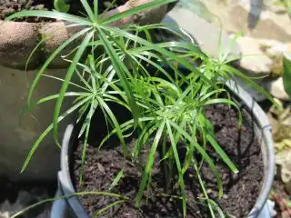 Циперус очереднолистный (Cyperus alternifolius)