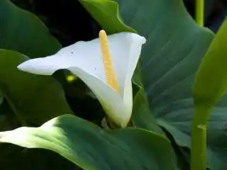 Зантедеския эфиопская (Zantedeschia aethiopica)