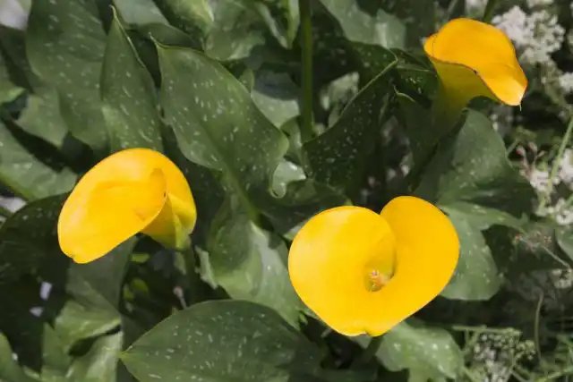 Зантедеския Эллиота (Zantedeschia elliottiana)