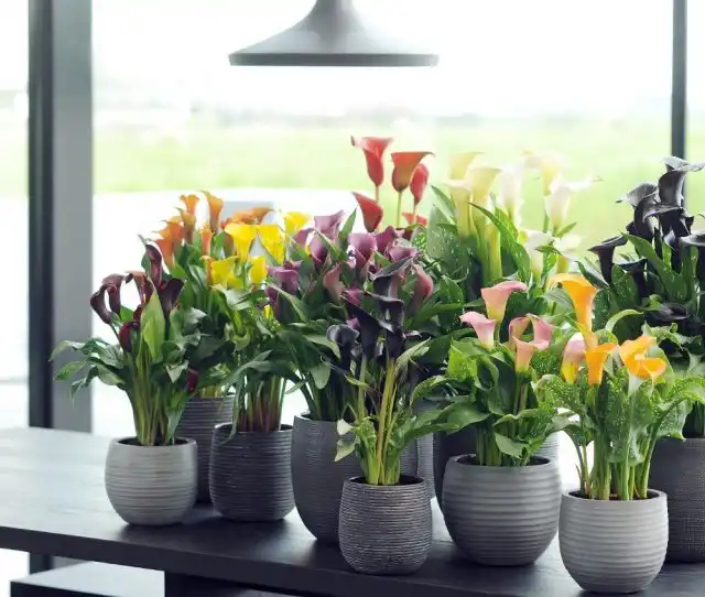 Зантедескии почти не страдают от комнатных вредителей