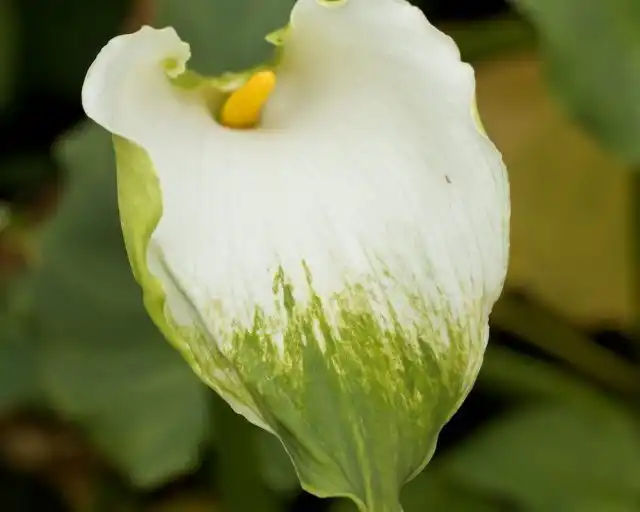 Зантедеския эфиопская 'Green Goddess'