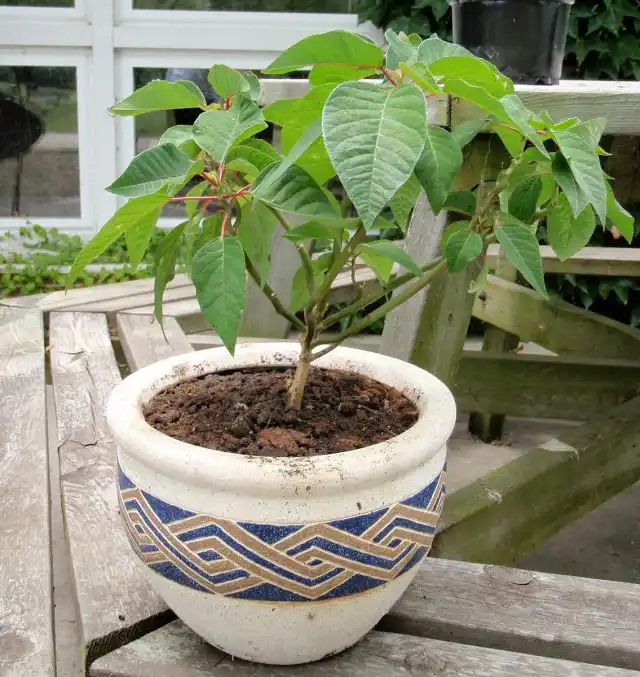 Пуансеттия способна радовать не только несколько недель яркими прицветными листьями зимой, но и их сочной зеленью летом