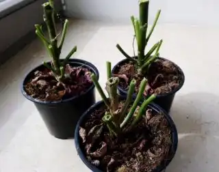 Чтобы сохранить пуансеттию на следующий год, достаточно обрезать кустики до пеньков высотой около 8-15 см