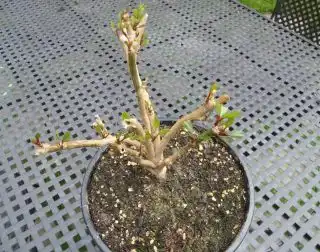 Когда пуансеттия начнет «просыпаться», на ней появляется поразительное количество новых листьев одновременно