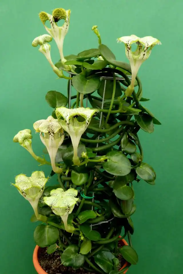 Церопегия ползучая, или Сандерсона (Ceropegia sandersonii)