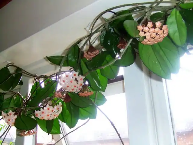 Хойя мясистая (Hoya carnosa)