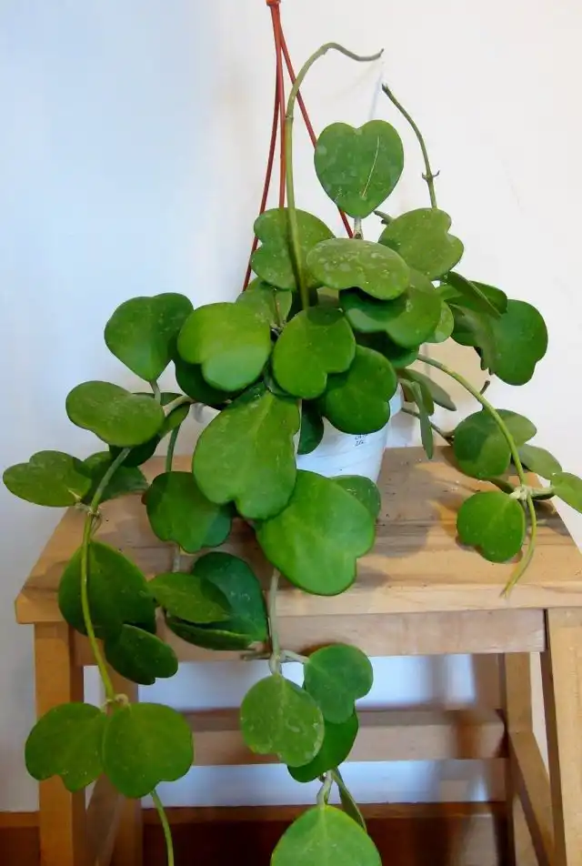 хойя Керра (Hoya Kerrii)