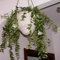 Хойя прекрасная (Hoya bella)
