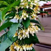 Хойя многоцветковая (Hoya multiflora)