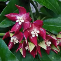 Хойя величественная (Hoya imperialis)