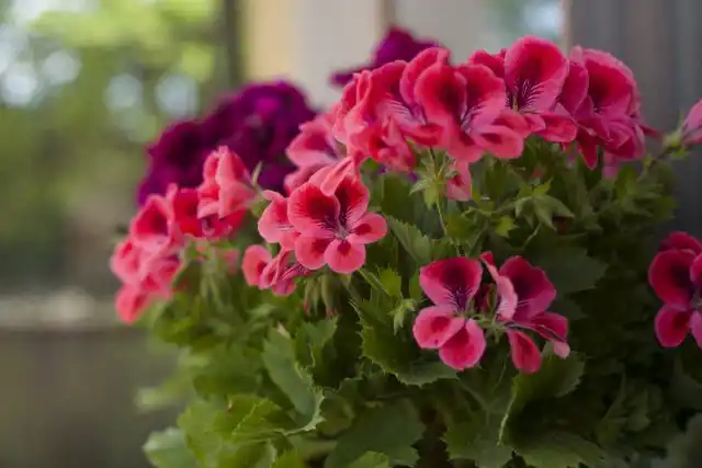 Пеларгония (Pelargonium)