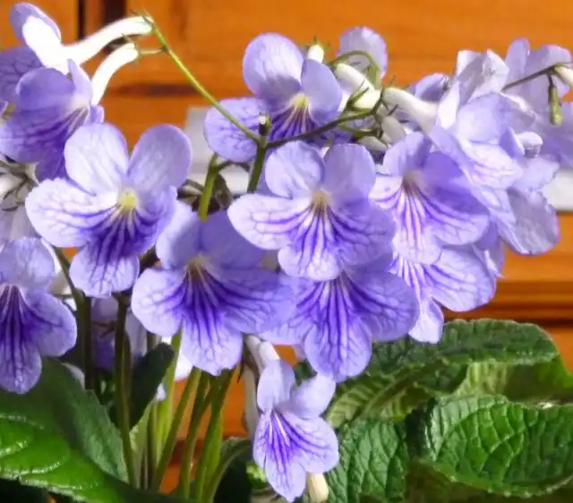 Стрептокарпус (Streptocarpus)