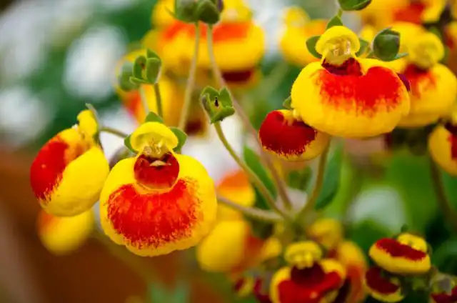 Кальцеолярия (Calceolaria)