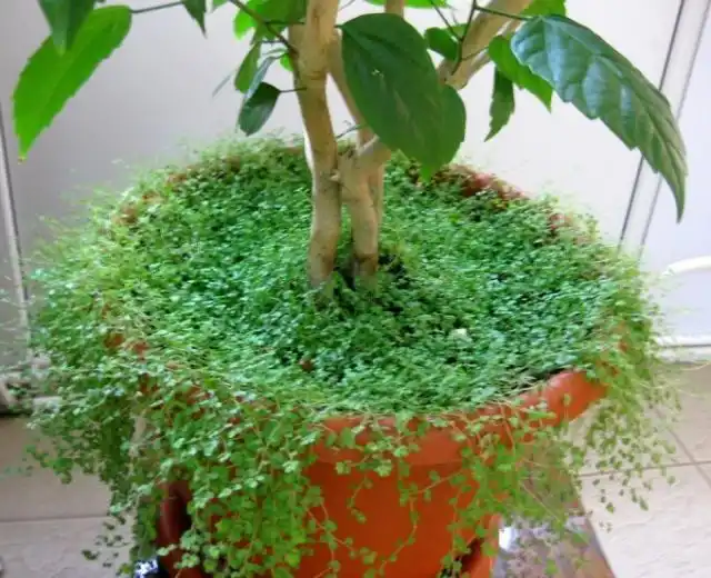 Почвопокровники можно использовать как мульчу для крупных растений