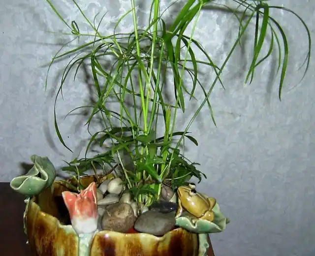 Папирус очереднолистный (Cyperus alternifolius) обожает расти в воде