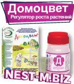 Домоцвет