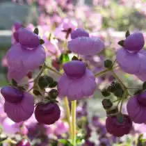 Кальцеолярия пурпурная (Calceolaria purpurea)