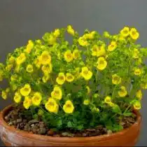 Кальцеолярия нежная (Calceolaria tenella)