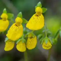 Кальцеолярия городчатоцветковая (Calceolaria crenatiflora)