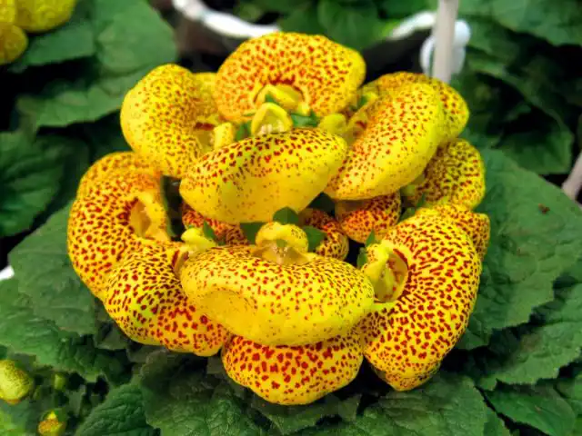 Кальцеолярия гибридная (Calceolaria x herbeohybrida)