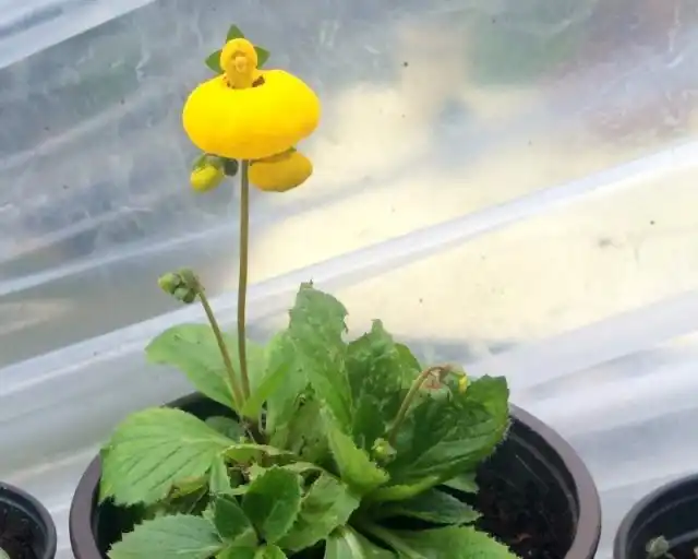 Во время бутонизации важно обеспечить кальцеолярии температуру не выше +18 градусов