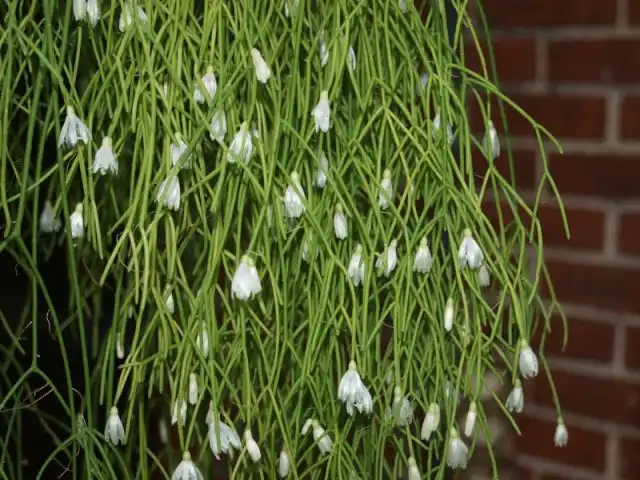 Рипсалис кампос-порто (Rhipsalis campos-portoana)