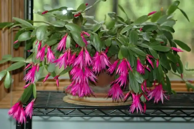 Хатиора Гартнера (Hatiora gaertneri)