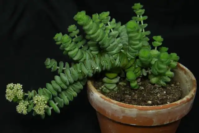 Толстянка наскальная (Crassula rupestris)