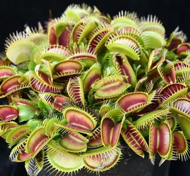 Подкормка венериной мухоловки червями, слизнями, а тем более мясом и другими продуктами недопустима