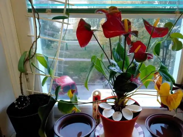 Для нормальной адаптации после пересадки антуриуму нужно обеспечить высокую влажность, оптимальную температуру и защиту от солнечных лучей