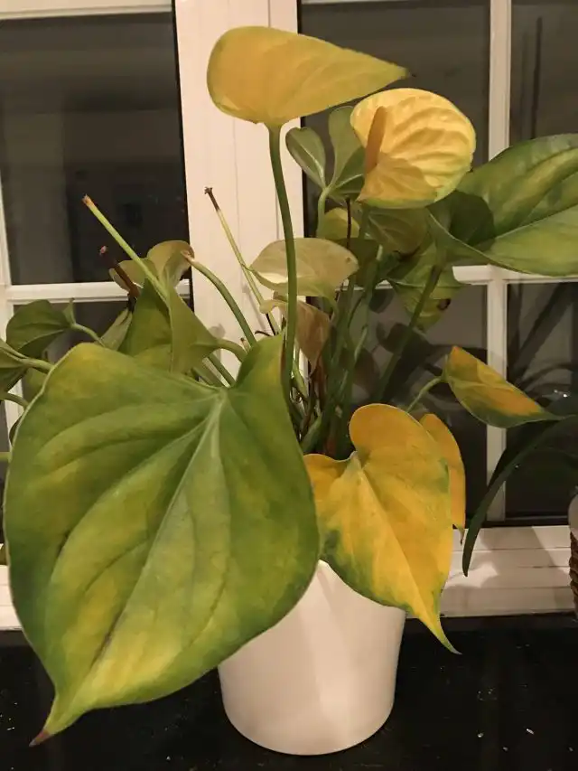 Если предпринять меры вовремя, антуриум быстро восстановит и привычные окрасы, и нормальное развитие, и цветение