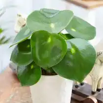 Пеперомия (Peperomia) — одно из лучших растений для детской комнаты