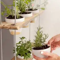 Пряные травы в детской комнате - отличное решение