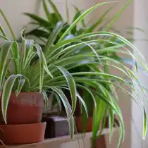 Хлорофитум (Chlorophytum) - одно из лучших комнатных растений для очищения воздуха, а значит - и для детской