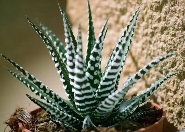 Хавортии не теряют декоративности старых листьев при одном условии – прохладной зимовке