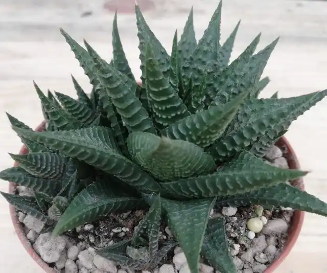 Для хавортий подойдут только специальные удобрения для суккулентов и кактусов