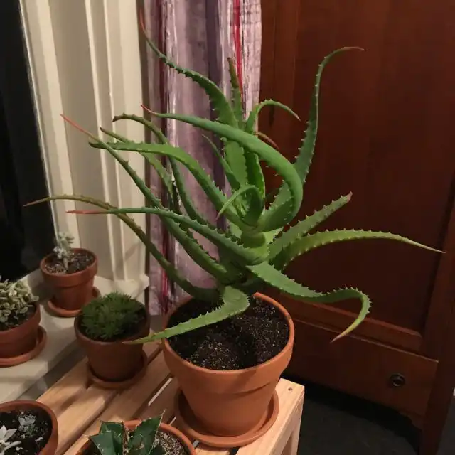 Алоэ – светолюбиво, его нужно содержать только в рамках рассеянно-солнечных и солнечных мест