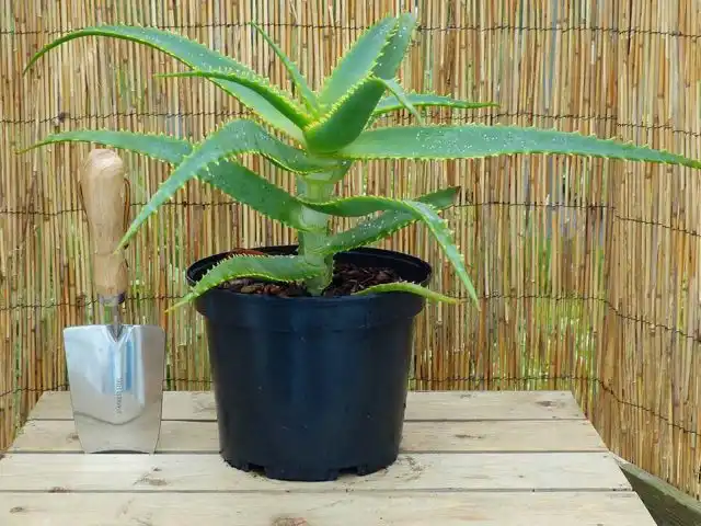 Грунт для алоэ древовидного ни в коем случае не должен быть питательным