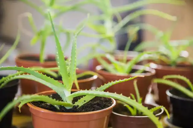 Главный метод размножения алоэ древовидного – черенкование