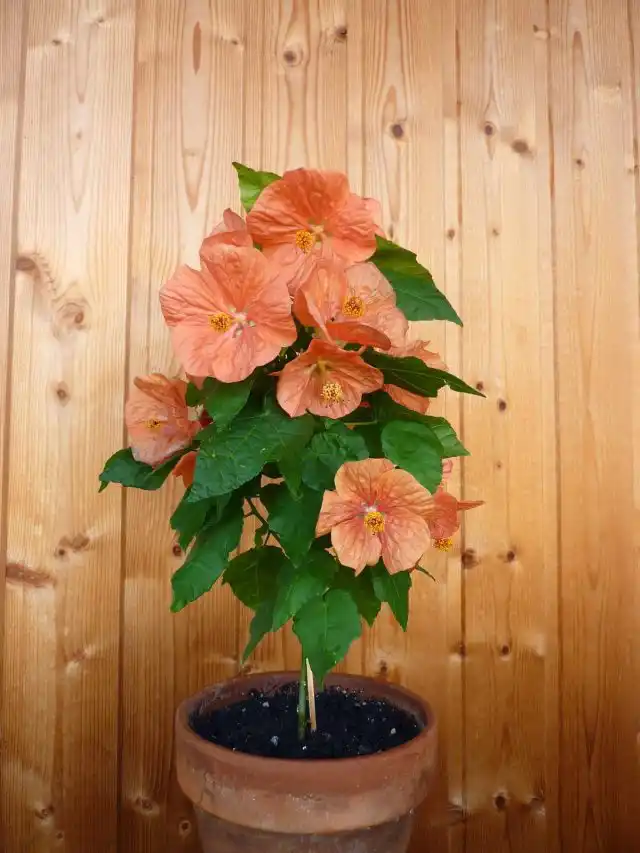 О том, где будет жить абутилон, нужно подумать заранее