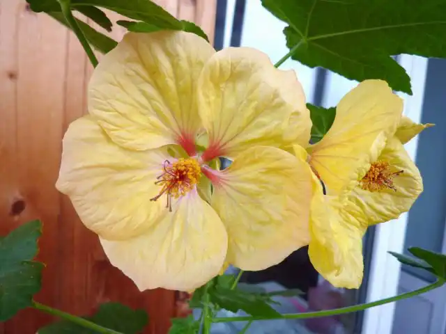 Абутилоны болеют только тогда, когда в выращивании растений допускают серьезные, системные ошибки