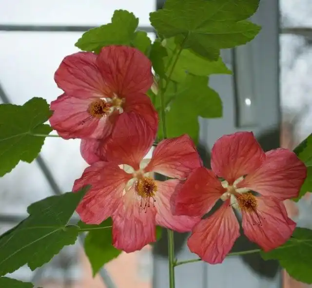 Абутилоны светолюбивы и предпочитают яркое освещение и длинный световой день, но прямое солнце для них противопоказано