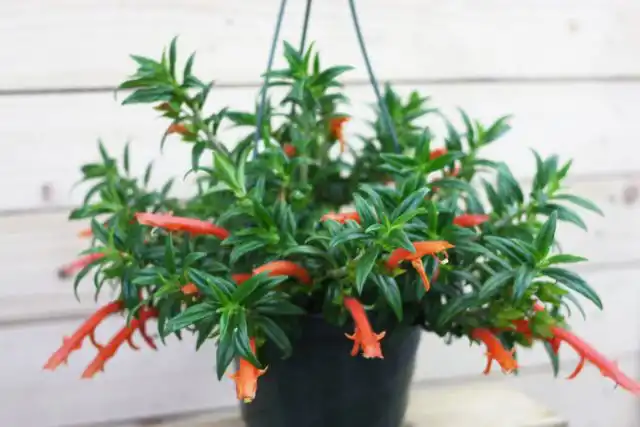 Колумнею лучше поливать фильтрованной, дождевой, талой, дистиллированной или кипяченой водой