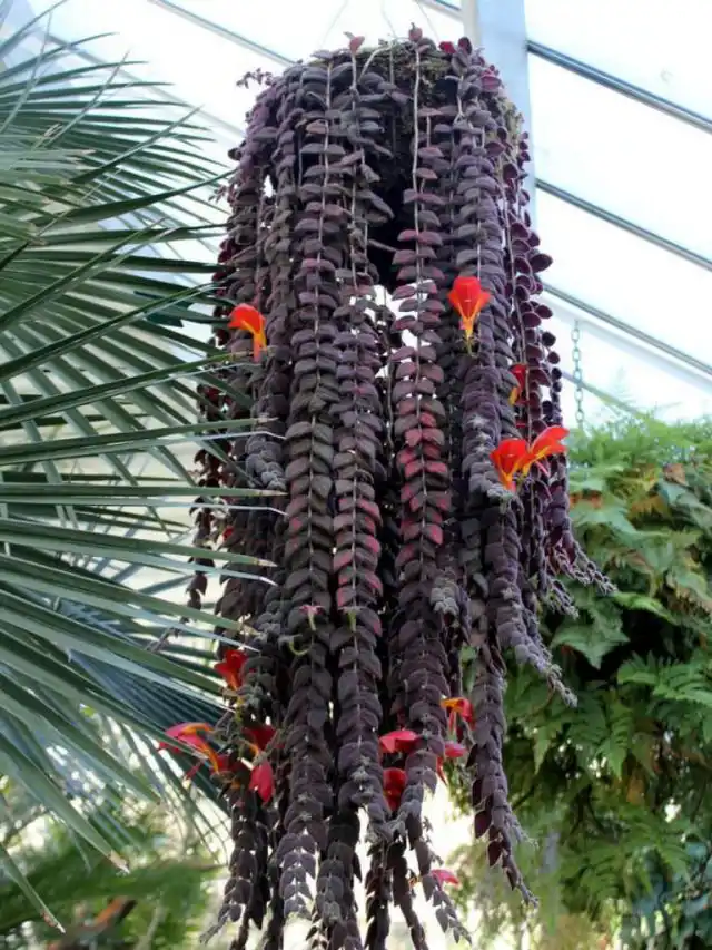 Чем в более одинаковых условиях будет расти колумнея, тем лучше