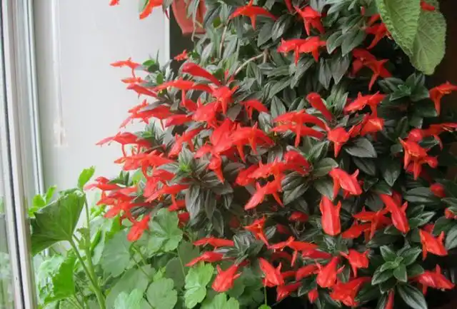 Колумнеи – растения, которые предпочитают естественный свет