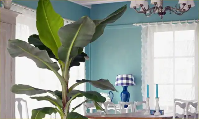 Для комнатных бананов стоит найти самое яркое место, в котором можно обеспечить рассеянный свет