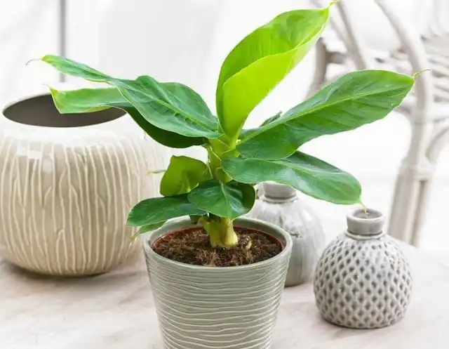 Бананы растут быстро, и их огромные листья требуют немалого количества питательных веществ