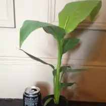 Банан японский (Musa basjoo)